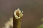 Japanese knotweed